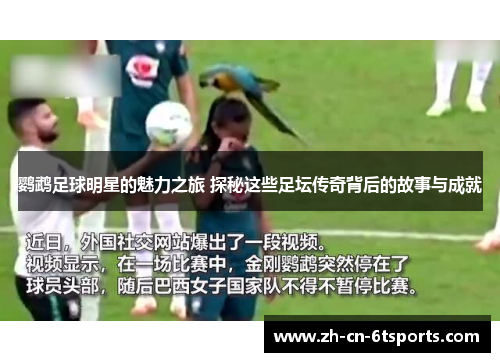 鹦鹉足球明星的魅力之旅 探秘这些足坛传奇背后的故事与成就 鹦鹉足球明星的魅力之旅 探秘这些足坛传奇背后的故事与成就